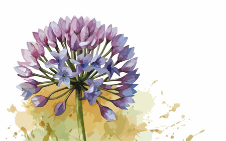 Purple Allium flower on watercolor background. Vector illustration.のイラスト素材