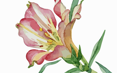 Illustration of a pink lily flower on a white background.のイラスト素材