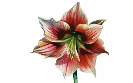 Amaryllis flower isolated on white background. Watercolor illustrationのイラスト素材