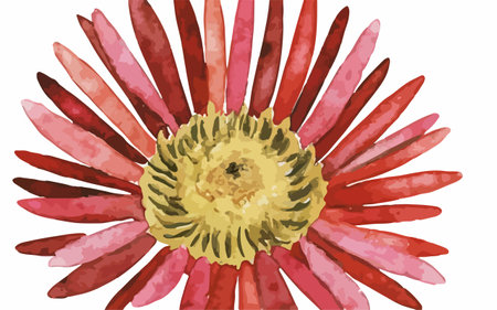 Watercolor vector illustration of a gerbera daisy flower.のイラスト素材
