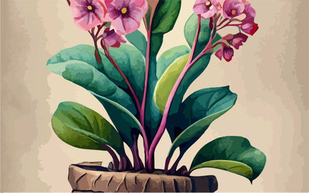 Illustration of a beautiful pink primrose plant in a pot.のイラスト素材