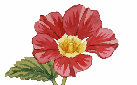 Illustration of a red primrose flower on a white background.のイラスト素材