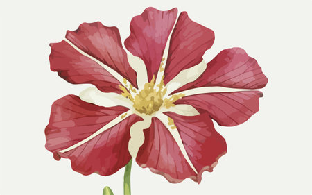 Illustration of a red and white flower on a white background.のイラスト素材