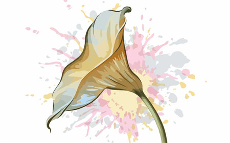 Illustration of calla lily flower with watercolor splashesのイラスト素材