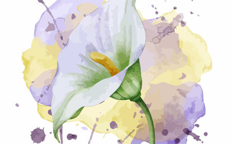 Illustration of calla lily flower with watercolor splashesのイラスト素材