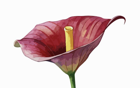 Illustration of a purple calla lily flower on a white backgroundのイラスト素材