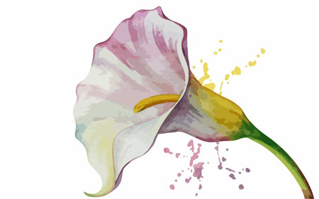 Illustration of calla lily flower with watercolor splashesのイラスト素材