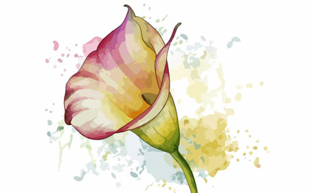 Illustration of calla lily flower with watercolor splashesのイラスト素材
