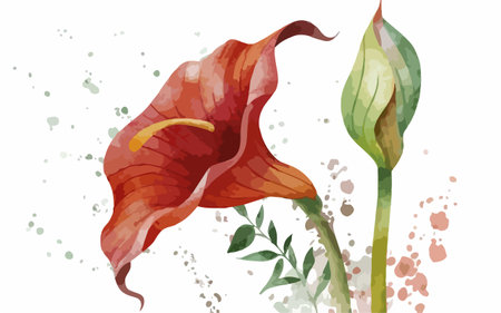 Illustration of anthurium flower with watercolor splashes.のイラスト素材