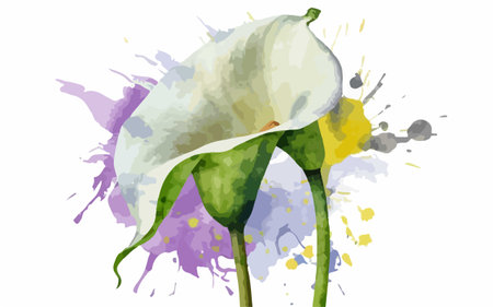 Illustration of calla lily flower with watercolor splashesのイラスト素材