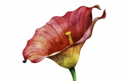 Illustration of a calla lily on a white background.のイラスト素材