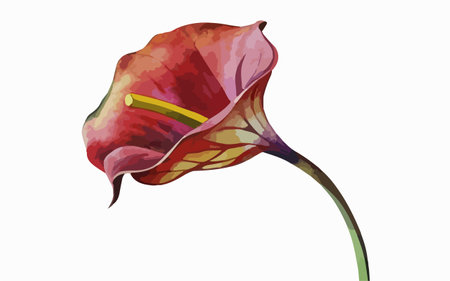 Illustration of a calla lily on a white background.のイラスト素材