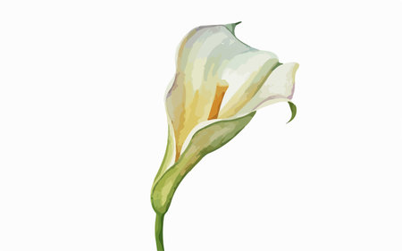 Illustration of a calla lily flower on a white backgroundのイラスト素材