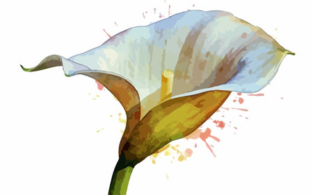 Illustration of calla lily flower with watercolor splashesのイラスト素材