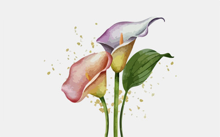 Beautiful watercolor calla lily flower. Vector illustration.のイラスト素材