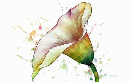 Illustration of calla lily flower with watercolor splashesのイラスト素材