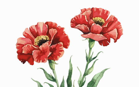 Watercolor poppies on a white background. Vector illustration.のイラスト素材