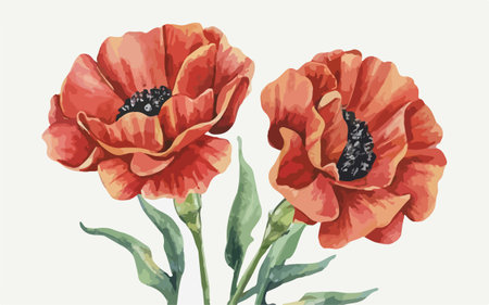 Red poppies in watercolor style. Hand drawn vector illustration.のイラスト素材