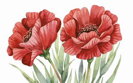 Red poppy flowers isolated on white background. Watercolor hand drawn illustrationのイラスト素材