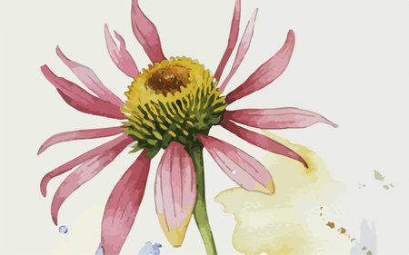 Echinacea flower. Hand drawn watercolor illustration. Vector.のイラスト素材