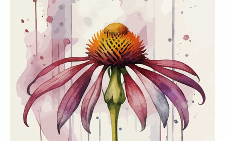 Echinacea flower in watercolor style. Hand drawn vector illustration.のイラスト素材