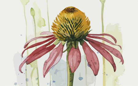 Echinacea flower, hand drawn watercolor illustration, vector.のイラスト素材