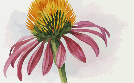 Illustration of Echinacea flower (Echinacea purpurea)のイラスト素材