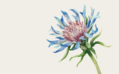 Watercolor blue cornflower on white background. Hand drawn illustration.のイラスト素材