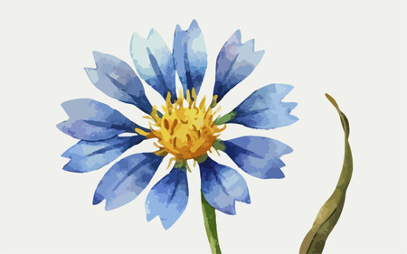 Watercolor blue cornflowers on white background. Vector illustration.のイラスト素材