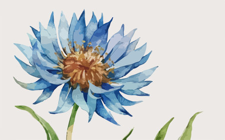 Blue cornflower watercolor illustration. Hand drawn flower on white background.のイラスト素材