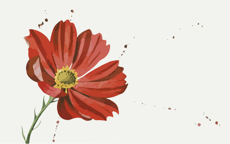 Red cosmos flower on a white background. Hand drawn vector illustration.のイラスト素材