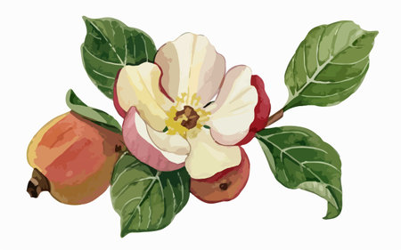 Branch with flowers and fruits of quince. Vector illustration.のイラスト素材