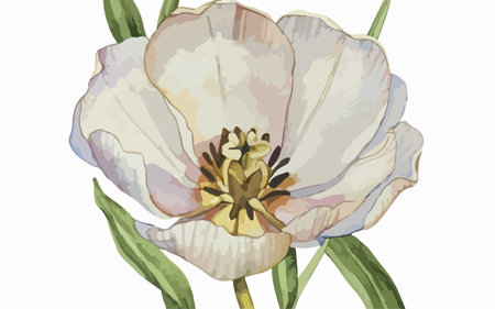 Illustration of a white tulip with leaves on a white backgroundのイラスト素材