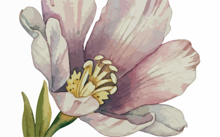 Illustration of magnolia flower in watercolor style on white backgroundのイラスト素材