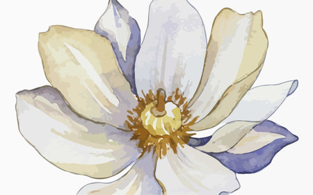 Magnolia flower on a white background. Watercolor illustration. Vector.のイラスト素材