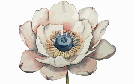 Watercolor illustration of a white magnolia flower on a white backgroundのイラスト素材