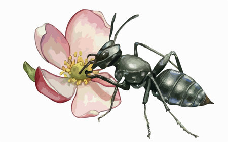 Illustration of a black ant on a flower on a white backgroundのイラスト素材