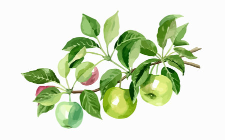 Illustration of apple tree branch with green leaves and ripe apples.のイラスト素材