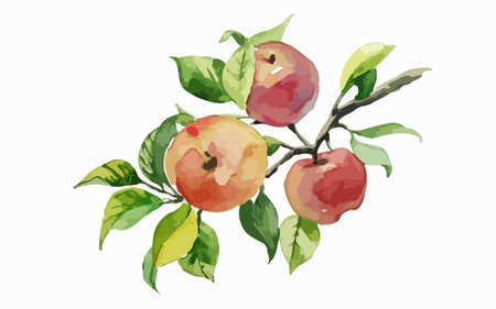 Illustration of apples on a branch with leaves. Watercolor.のイラスト素材