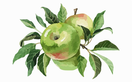 Green apple with leaves on a white background. Watercolor illustration.のイラスト素材