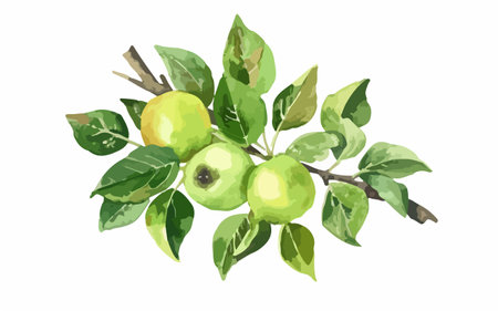 Branch with green apples on a white background. Watercolor illustrationのイラスト素材