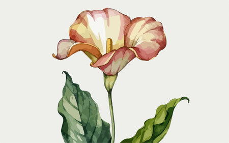 Illustration of a calla lily on a white background.のイラスト素材