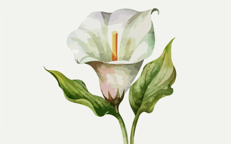 Illustration of a calla lily flower on a white backgroundのイラスト素材