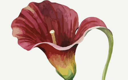 Illustration of a red calla lily on a white backgroundのイラスト素材