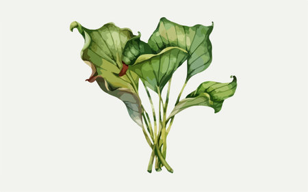 Watercolor illustration of a green leaf on a white background. Isolated.のイラスト素材