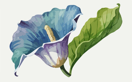 Illustration of blue calla lily flower on a white backgroundのイラスト素材