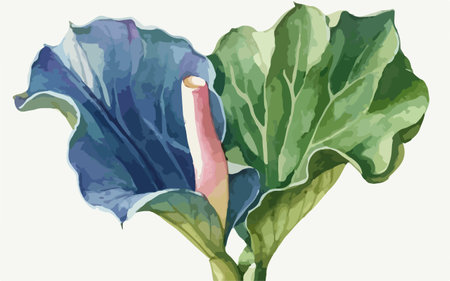 Watercolor illustration of a green leaf of cabbage. Hand drawn vector illustration.のイラスト素材