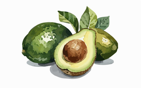 Avocado with leaves on a white background. Hand drawn vector illustration.