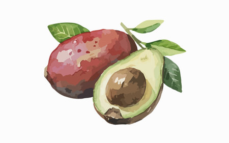 Avocado with leaves. Hand drawn watercolor illustration isolated on white background.のイラスト素材
