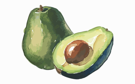 Illustration of avocados on white background. Vector illustration.のイラスト素材